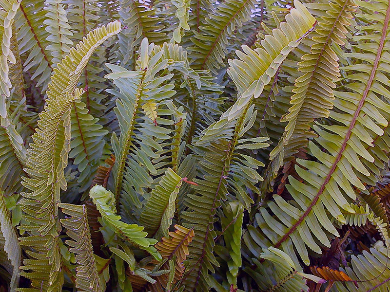 Как ухаживать за нефролеписом в домашних условиях