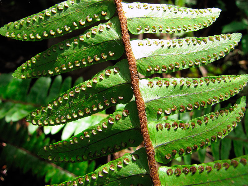 Уход за нефролеписом – полив и пересадка