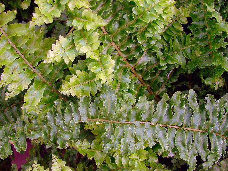 Вредители и болезни нефролеписа и борьба с ними