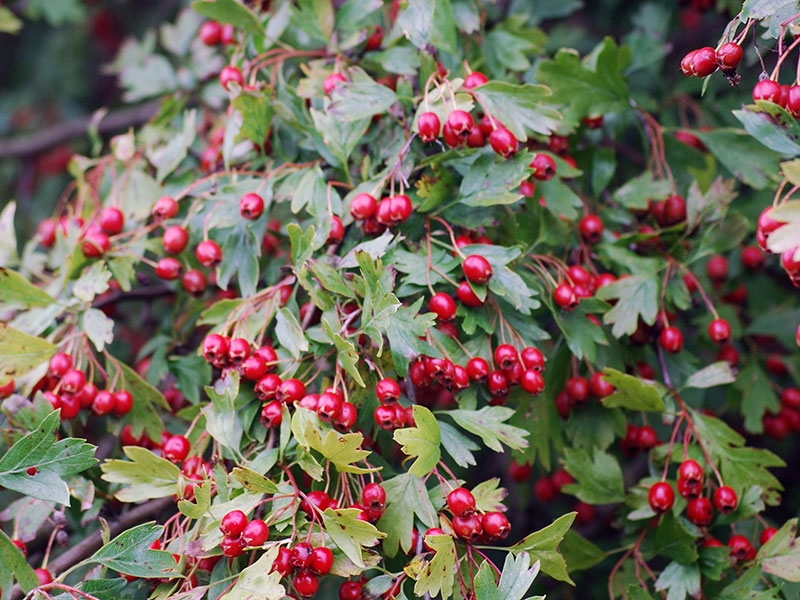 Виды и сорта боярышника