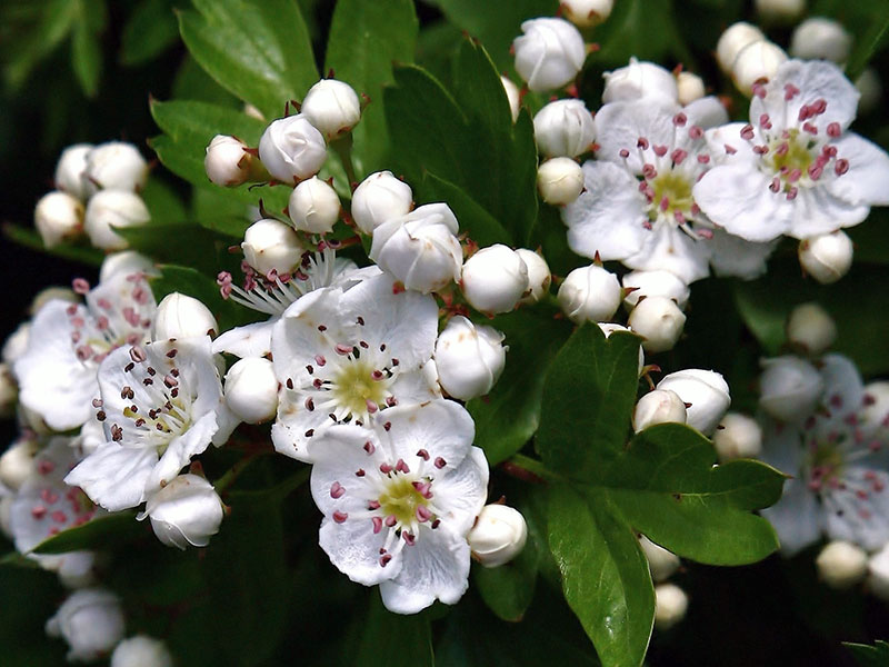 Виды боярышника и сорта для сада