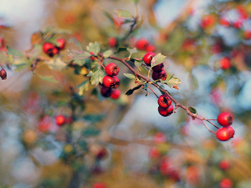 Ягоды боярышника