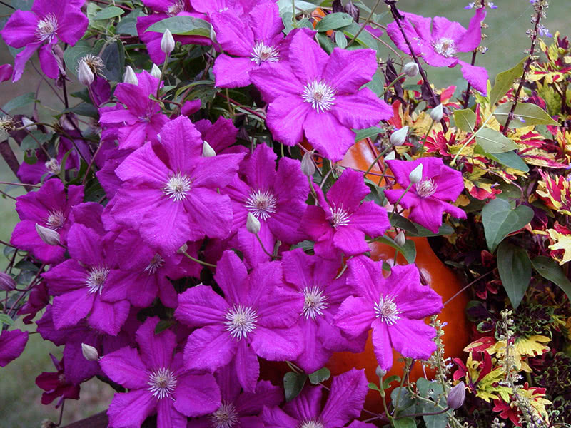 Посадка и уход за клематисом в открытом грунте