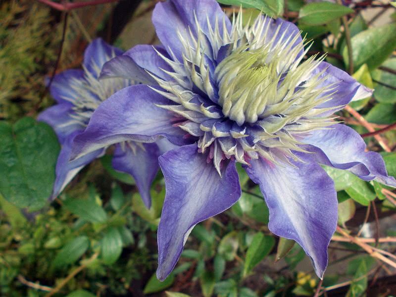 Условия выращивания клематисов в грунте