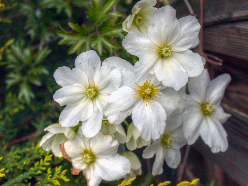 Пересадка и размножение клематисов в саду