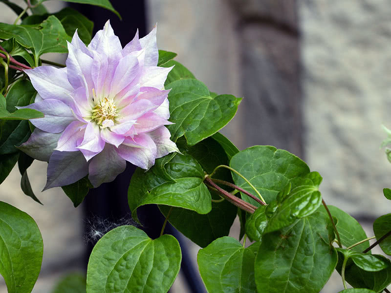 Клематисы после цветения: обрезка и укрытие на зиму