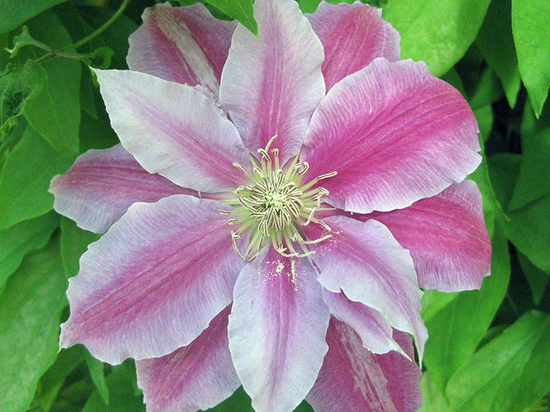 Как размножаются клематисы