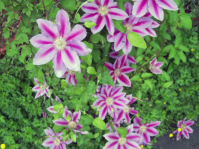 Вредители и болезни клематиса и их лечение