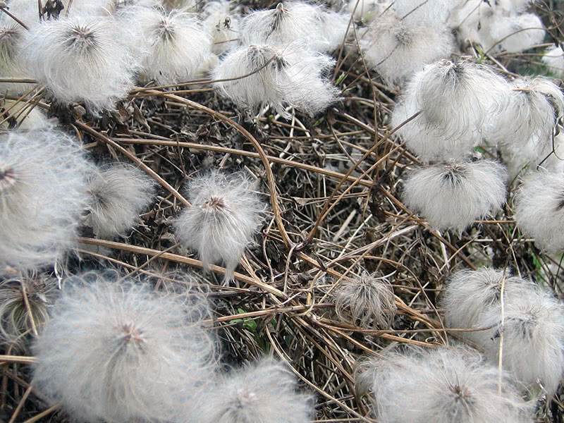 Клематис в ландшафтном дизайне