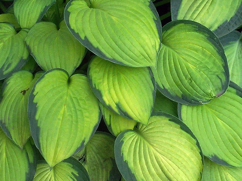 Выращивание хосты в саду