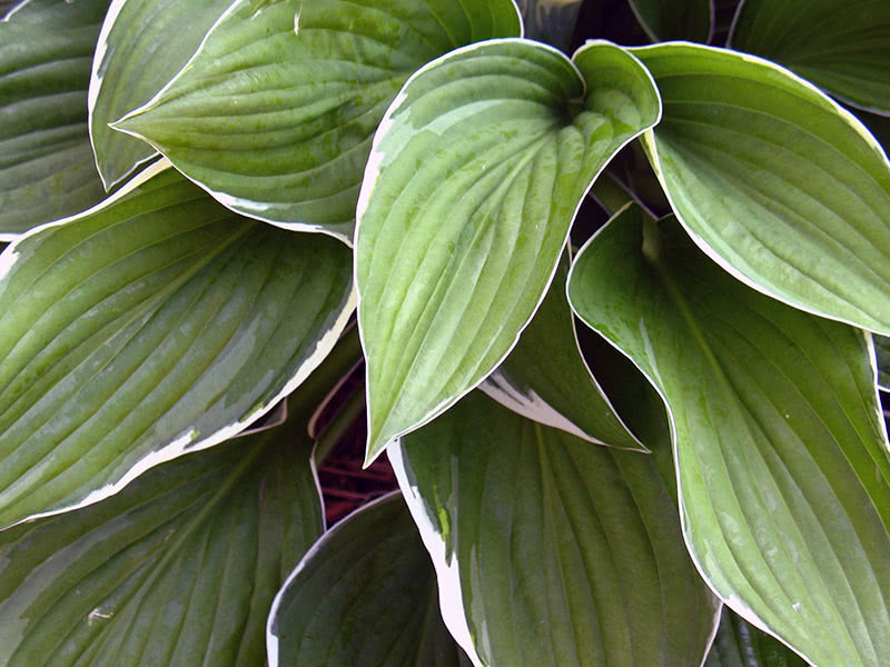 Посадка и уход за хостой в открытом грунте
