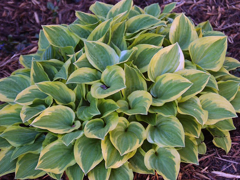 Условия выращивания хосты в саду