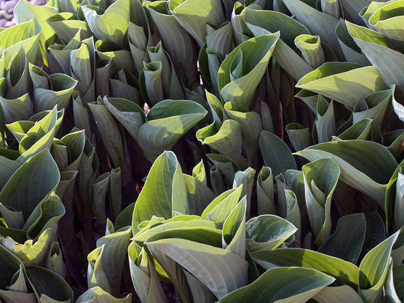 Как сажать и ухаживать за хостой в саду