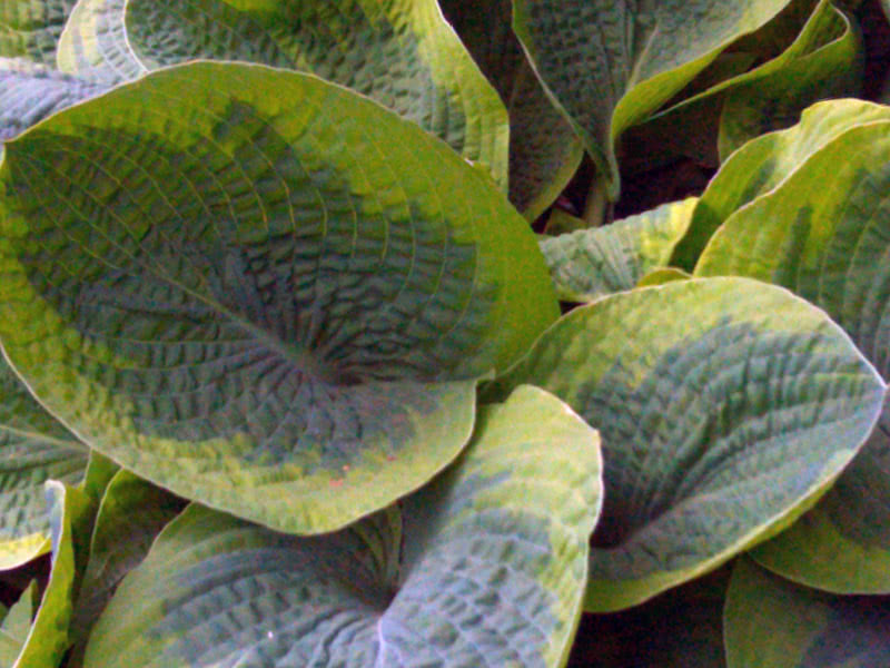 Болезни и вредители хосты и борьба с ними