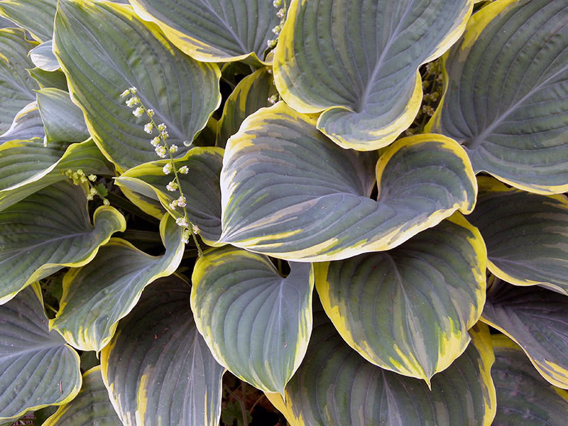 Виды и сорта хосты садовой