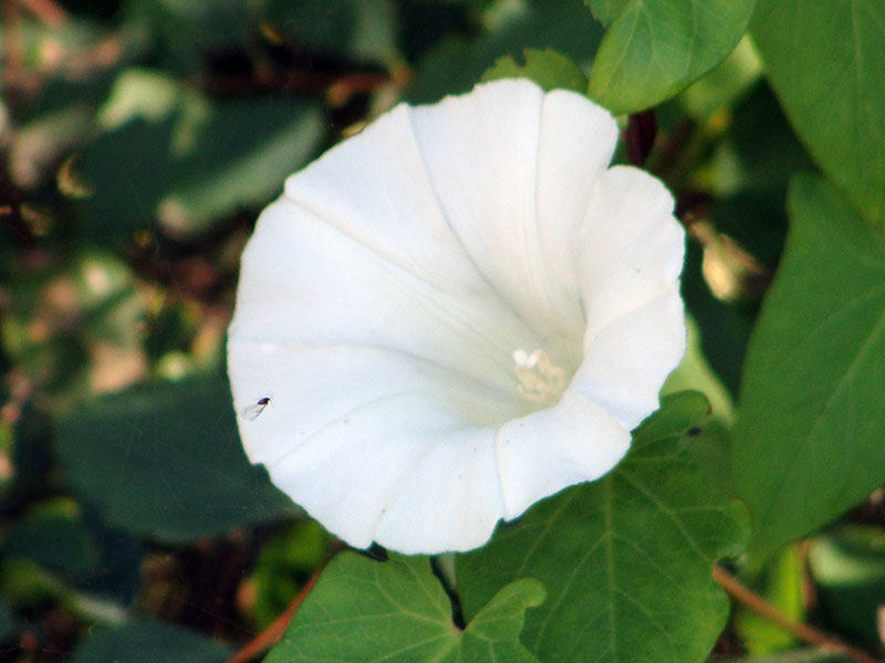 Выращивание полевого вьюнка из семян