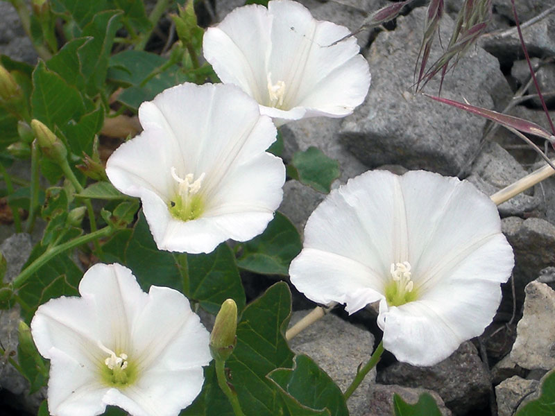 Как вырастить полевой вьюнок в саду