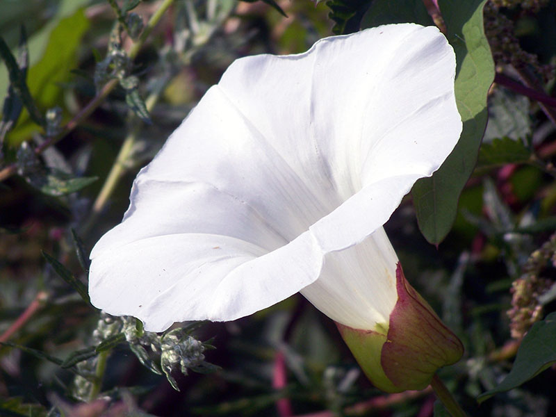 Посадка и уход за вьюнком полевым