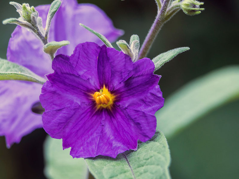 Ядовитые растения – паслен