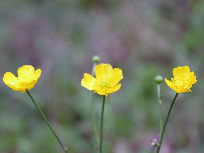 Ядовитые растения – лютик