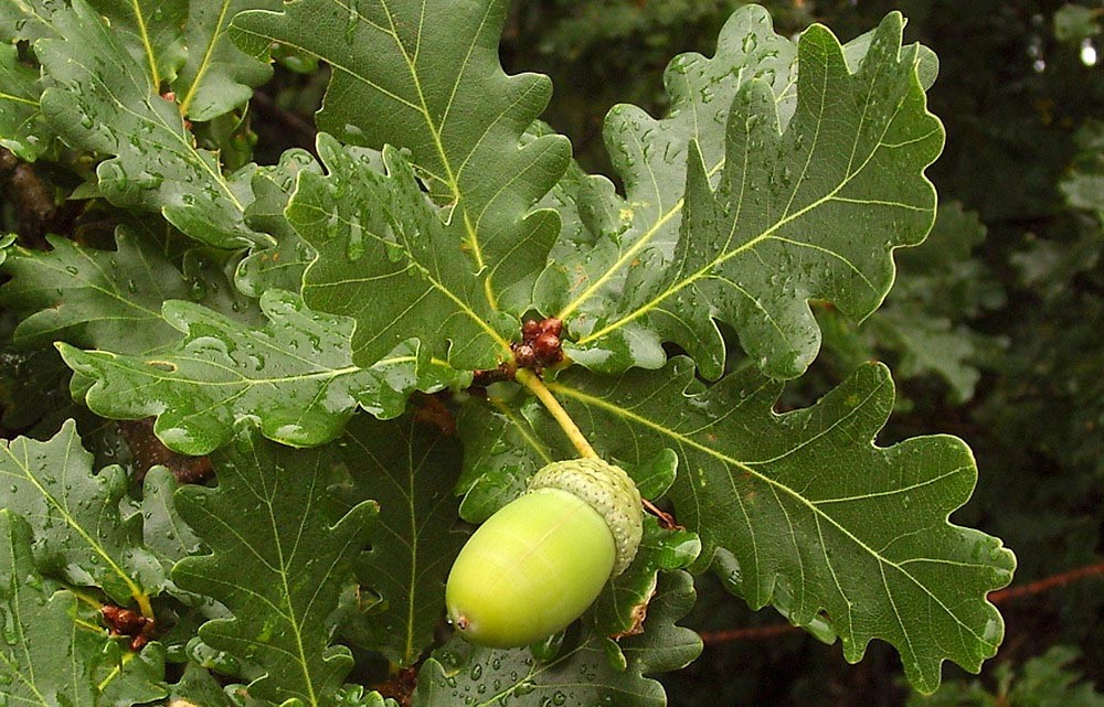 Фото с изображением листвы и желудей дуба