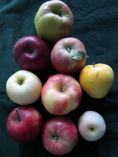 Яблоки ранетки фото