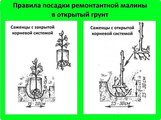 правильная посадка ремонтантной малины