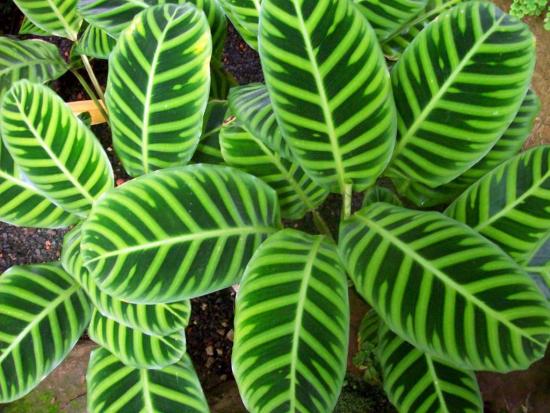 Calathea зебровидная