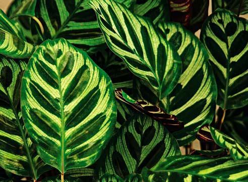 Calathea