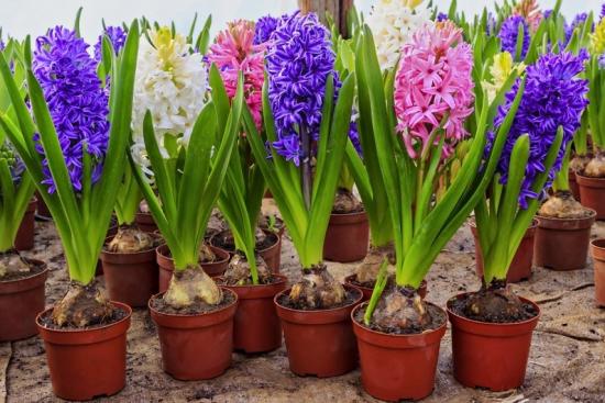 Hyacinthus