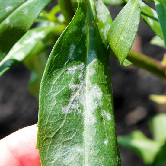 Белый налет на растениях