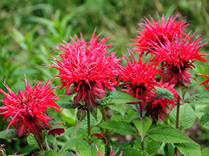 monarda