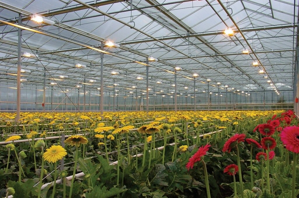 Для лучшего роста и созревания урожая теплицу следует оборудовать качественным искусственным освещением 