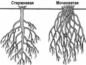 типы корневых систем