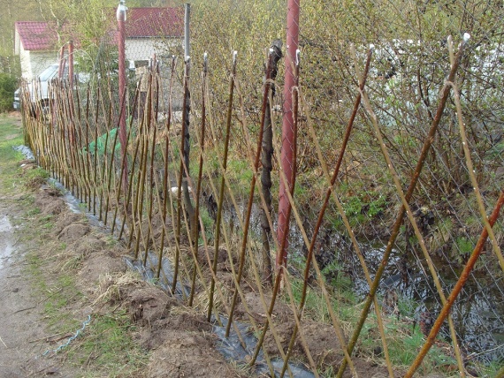 Живая изгородь в апреле