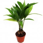 Бетелевая пальма, или арека катеху (лат. Areca catechu)