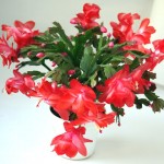 Шлюмбергера (лат. Schlumbergera)