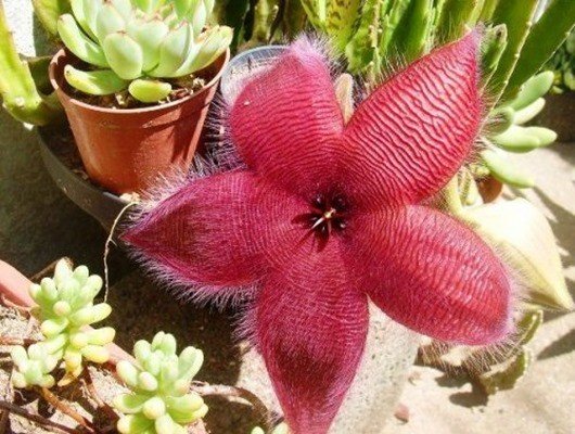 Цветок «Морская Звезда» (Starfish flower) интересное, природа, растения