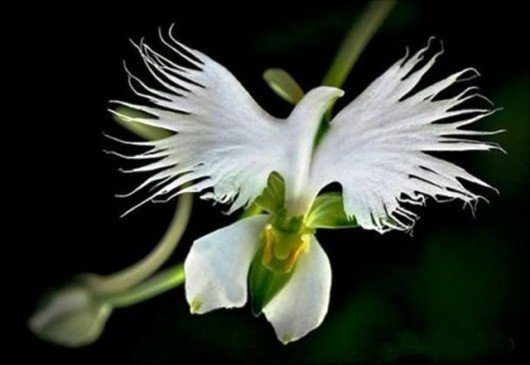 Поводник лучистый (White Egret flower) интересное, природа, растения