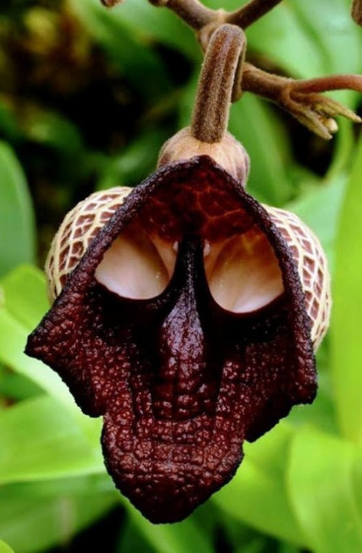 Кирказон сальвадорский или цветок Дарт Вейдер (Darth Vader flower) интересное, природа, растения