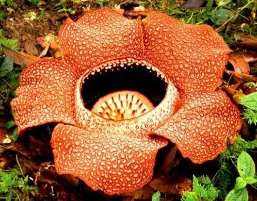 Раффлезия Арнольда (Corpse flower) интересное, природа, растения