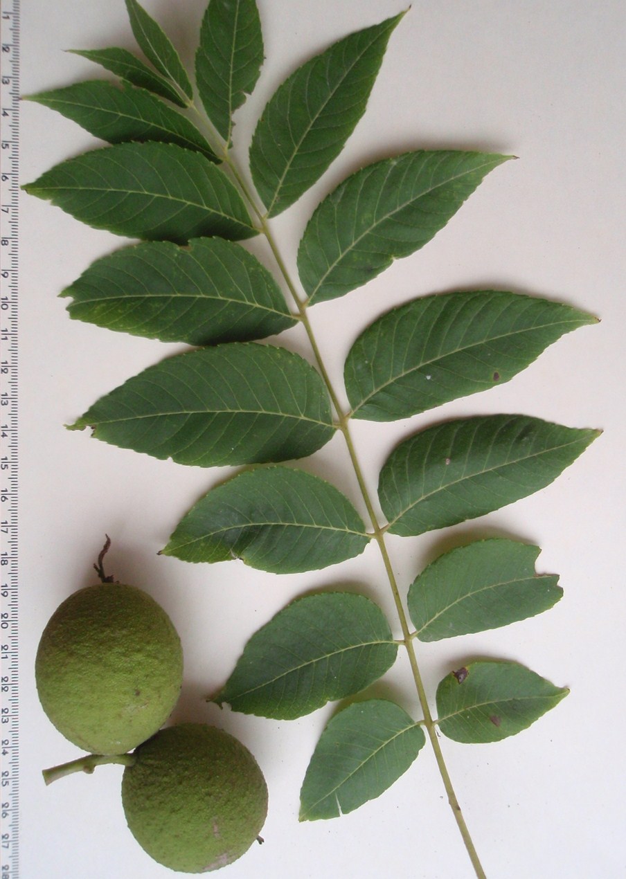 juglans nigra7