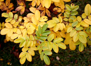 роза морщинистая rosa rugosa