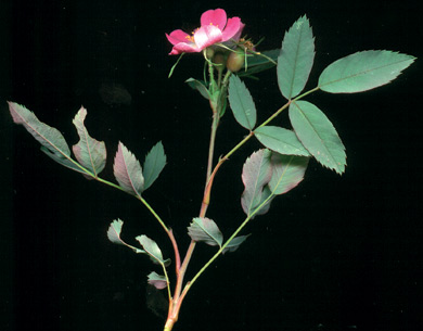 роза сизая rosa glauca