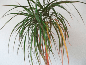 dracena_gelteut_listia