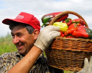 Не забывайте поливать перец каждую неделю