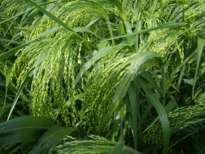 Просо (лат. Panicum)