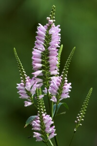 Лат. Physostegia