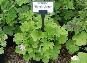 Лат. Geranium