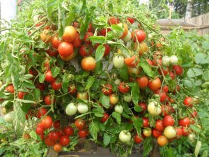 Богатый куст томатов